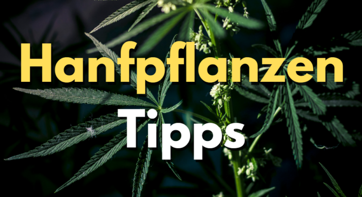 Hanfpflanzen-Tipps-Spezial